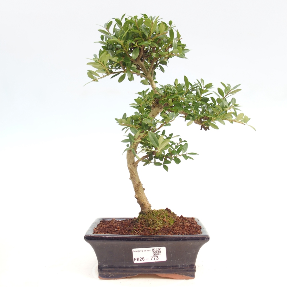 Szobai bonsai - Ilex crenata - Holly