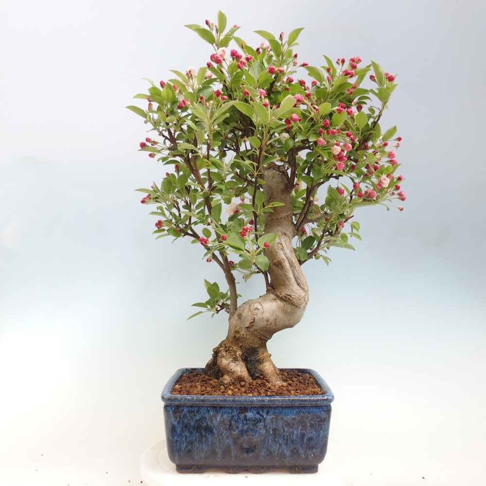 Kültéri bonsai -Malus halliana - Kis gyümölcsű almafa