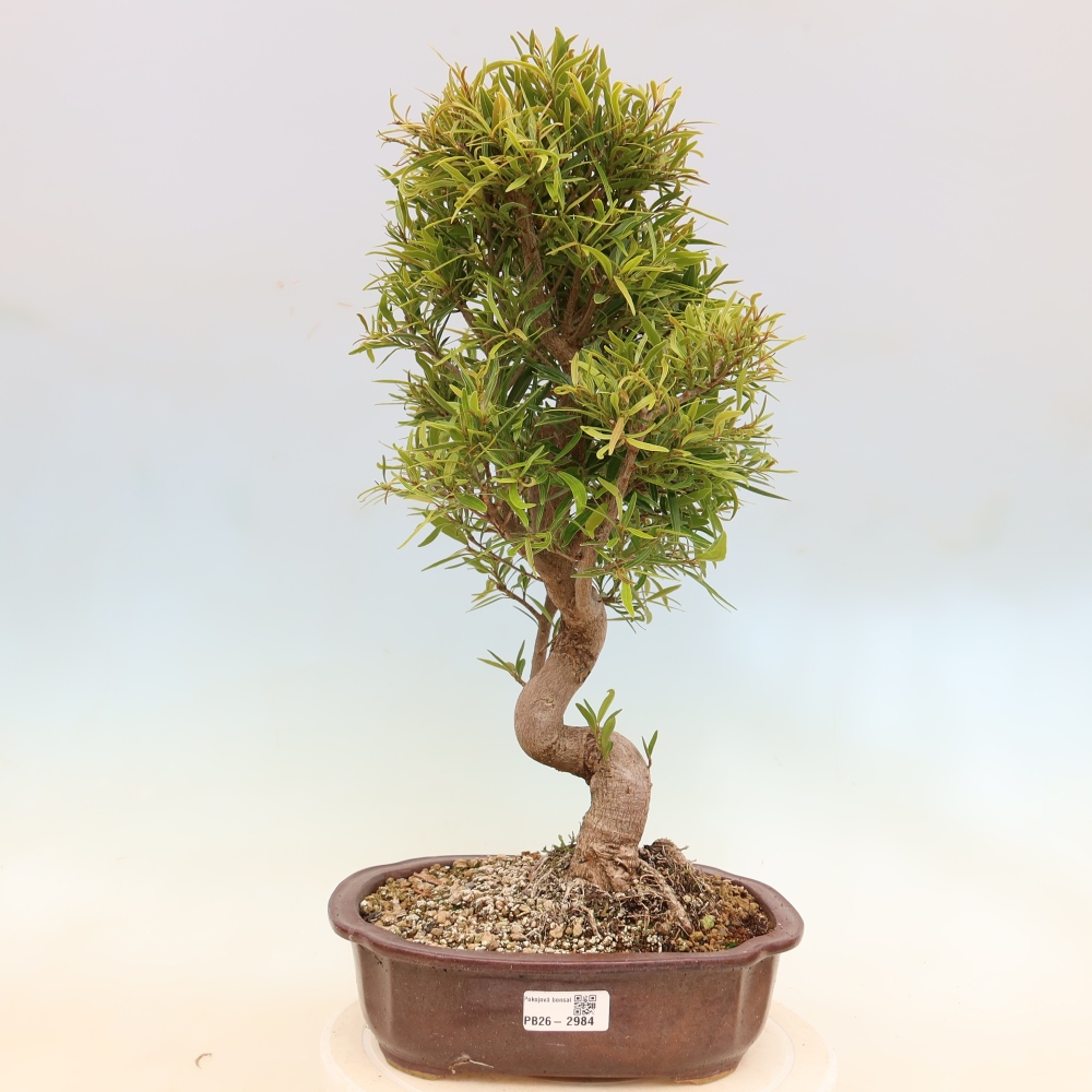 Szobai bonsai - Ficus nerifolia - kislevelű fikusz