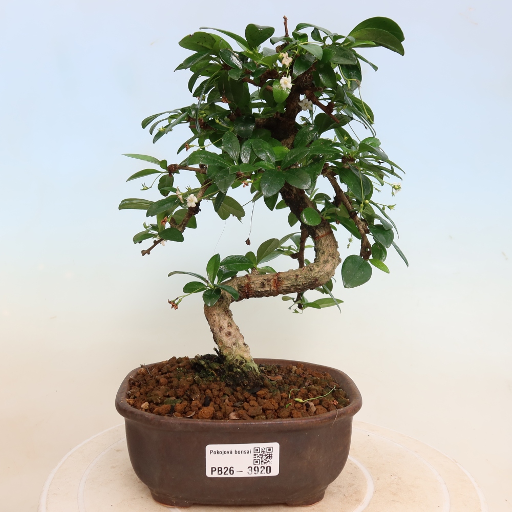Szobai bonsai - Carmona macrophylla - Tea fuki