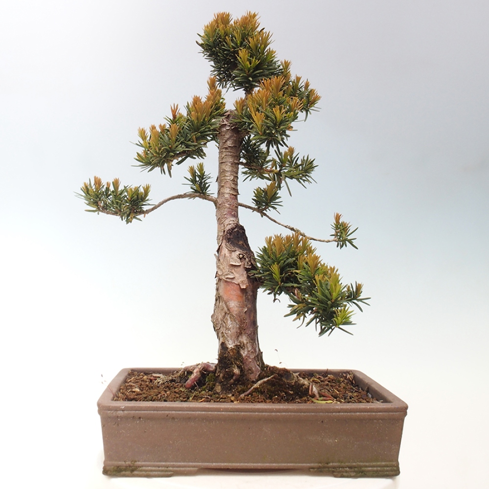 Kültéri bonsai - Taxus cuspidata - japán tiszafa
