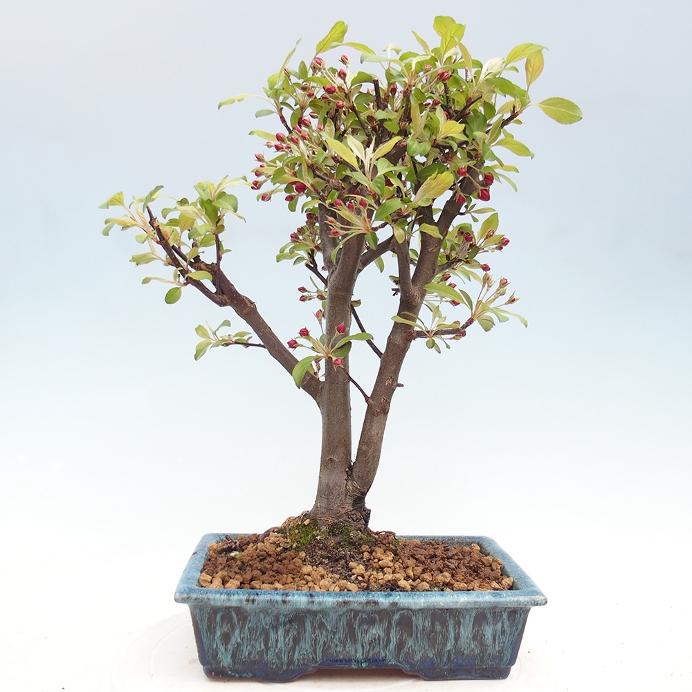 Kültéri bonsai -Malus domestica - Kis gyümölcsű piros levelű almafa