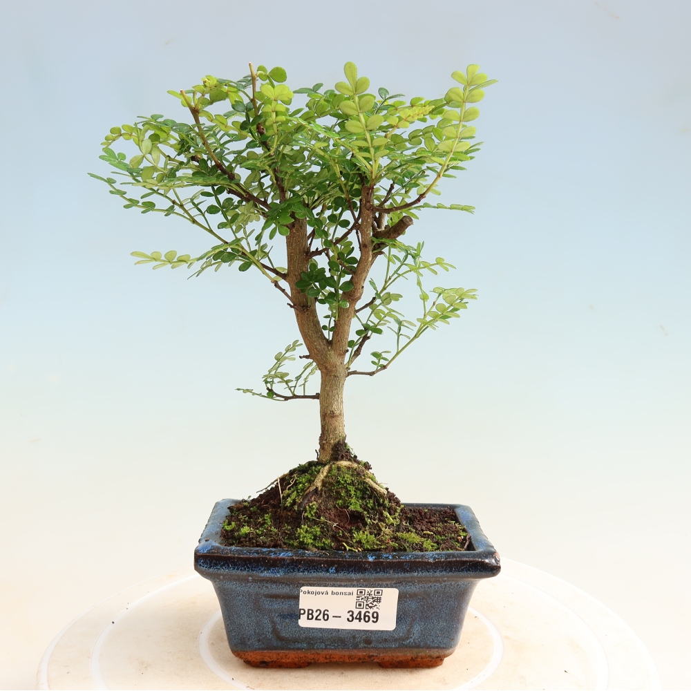 Szobai bonsai - Zantoxylum piperitum - borsfa