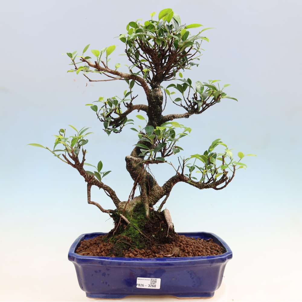Szobai bonsai - Ficus kimmen - kislevelű fikusz