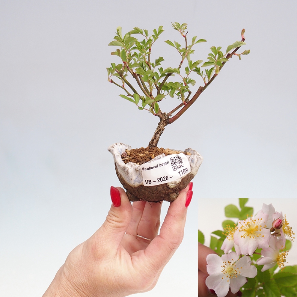 Kültéri bonsai - Rosa sp. - kisvirágú rózsa
