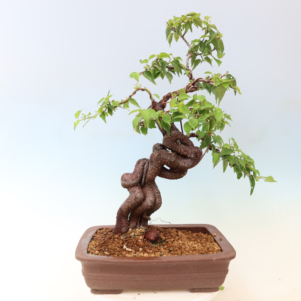 Kültéri bonsai – Japán barack – Prunus Mume