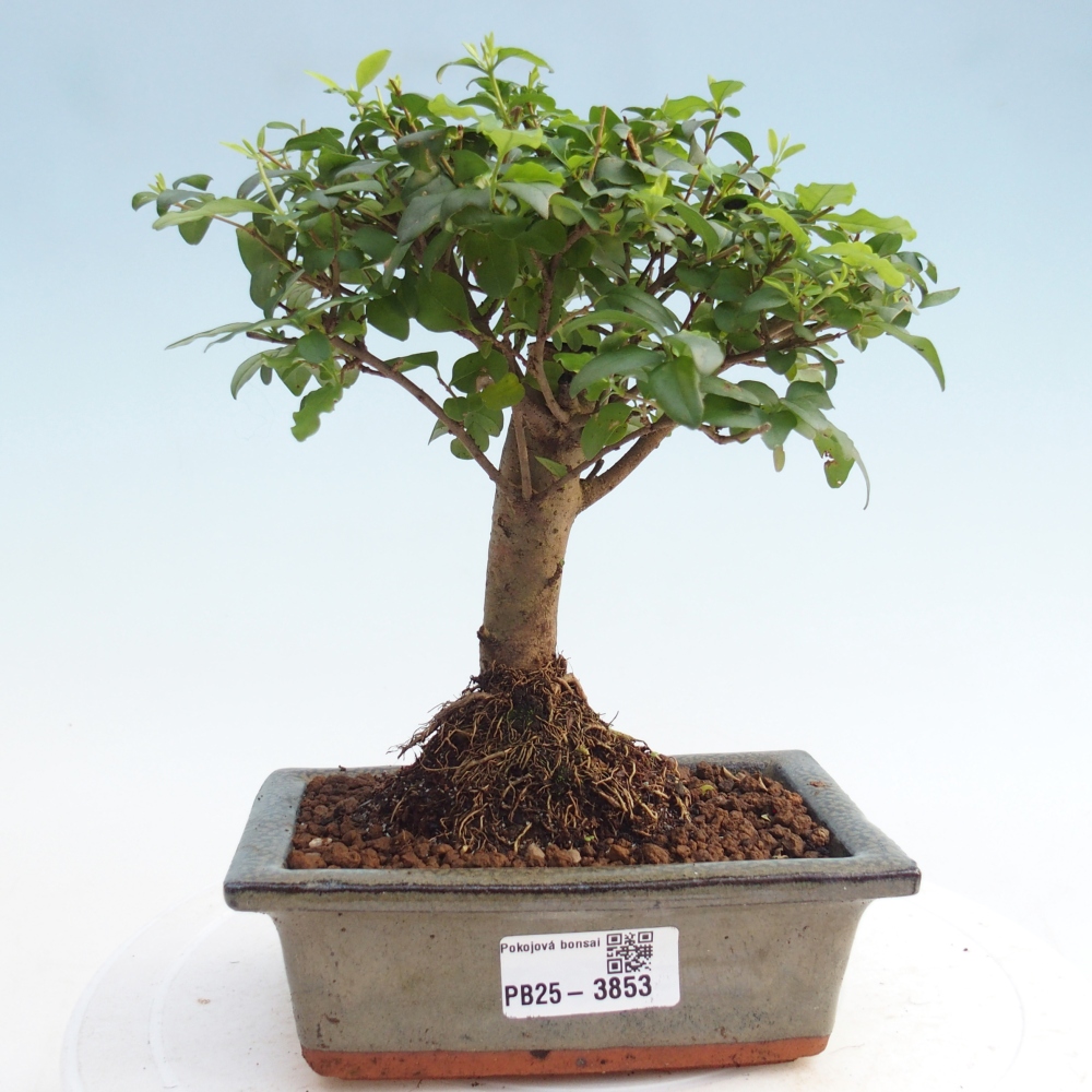 Szobai bonsai -Ligustrum chinensis - Madárcsőr