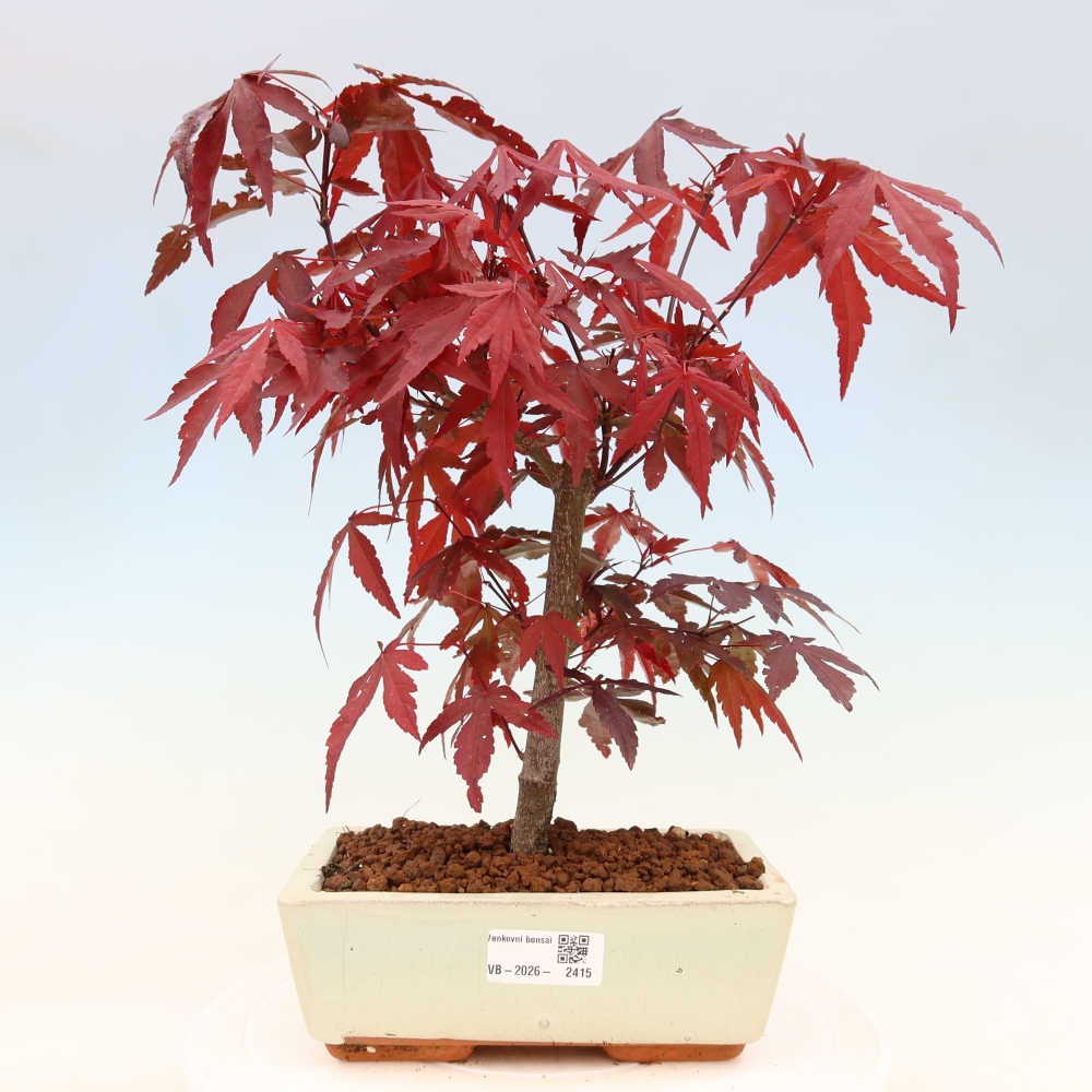 Kültéri bonsai - Acer pálma. Atropurpureum-Javor palmate