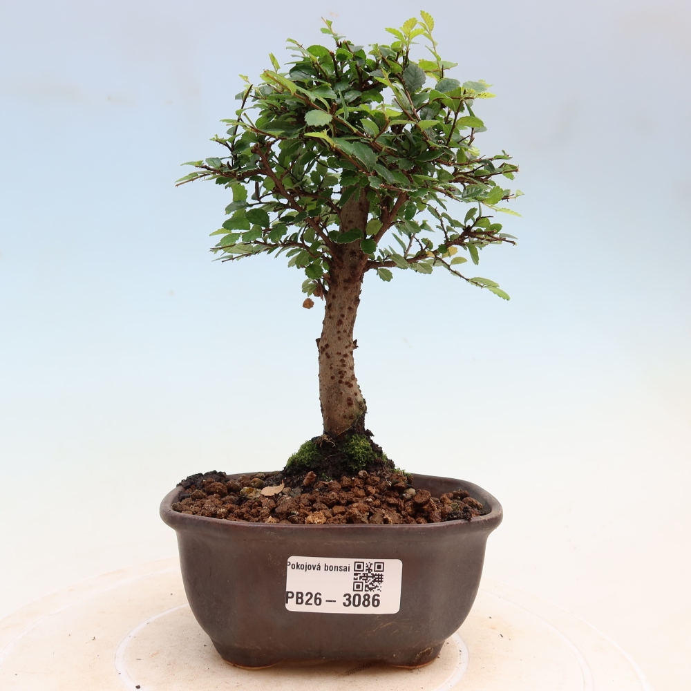 Szobai bonsai - Ulmus parvifolia - Kislevelű szilfa