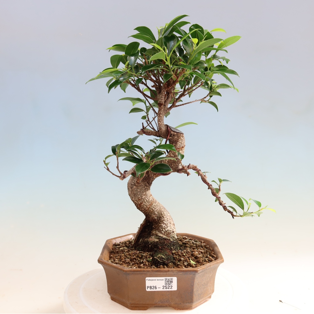 Szobai bonsai - Ficus retusa - kislevelű fikusz
