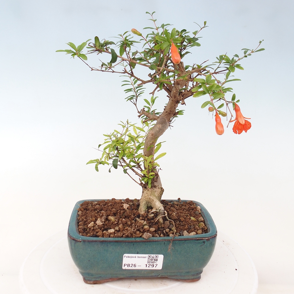 Szobai bonsai-PUNICA granatum nana-gránátalma