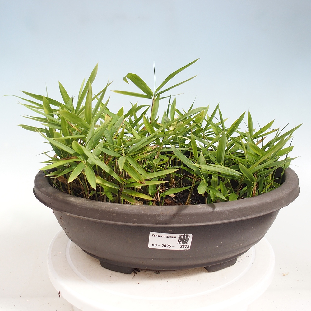 Kültéri bonsai - Pleioblastus argenteostriatus f.pumilus - Törpebambusz