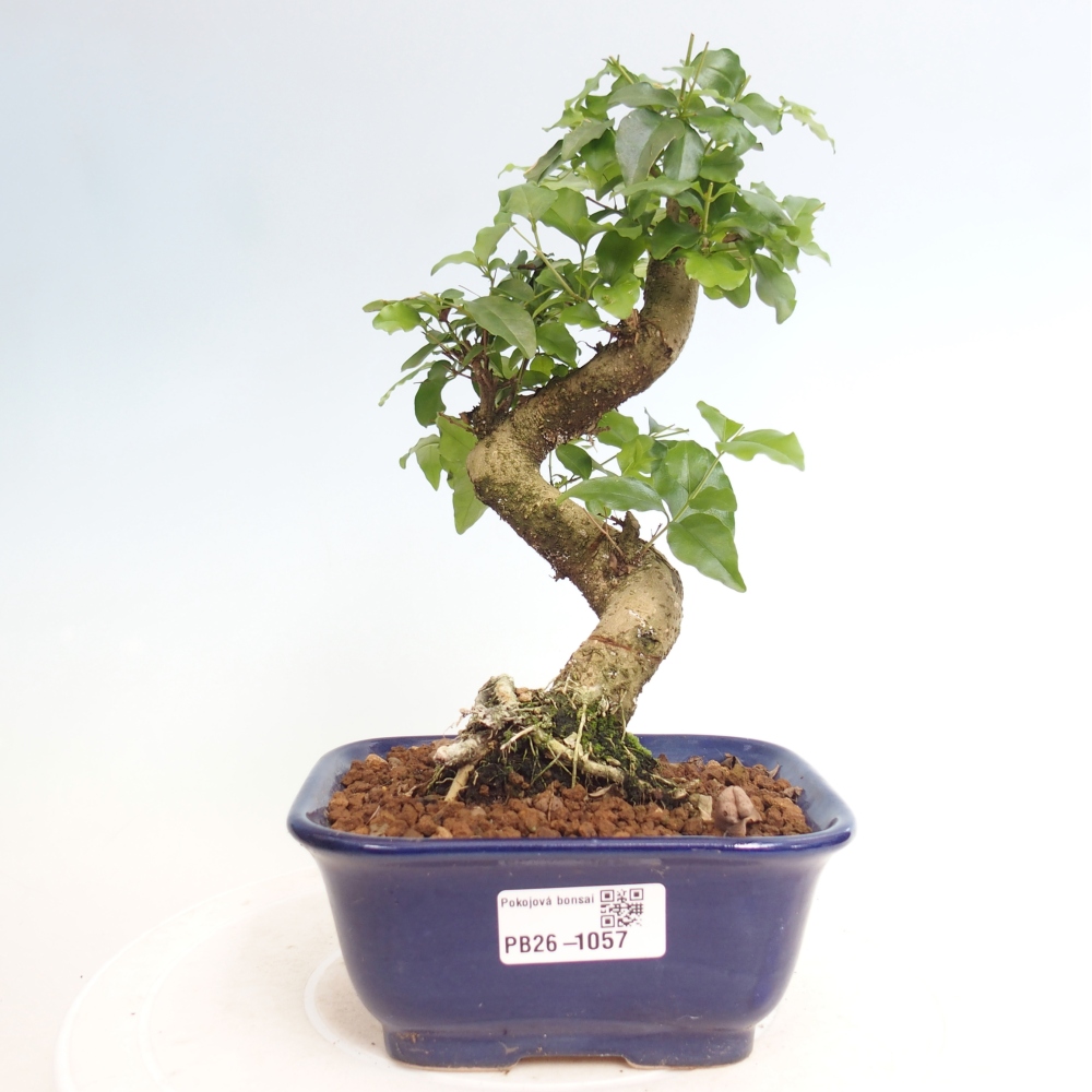 Szobai bonsai -Ligustrum chinensis - Madárcsőr
