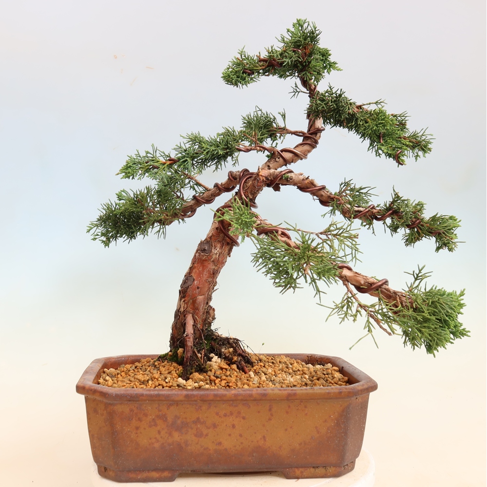 Kültéri bonsai - Juniperus chinensis Kishu