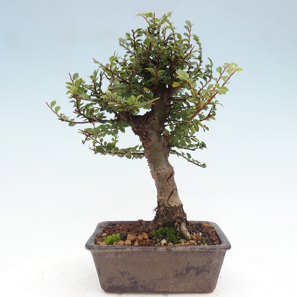 Kültéri bonsai - Ulmus parvifolia Hokkaido - Kínai szil - Ulmus parvifolia Hokkaido