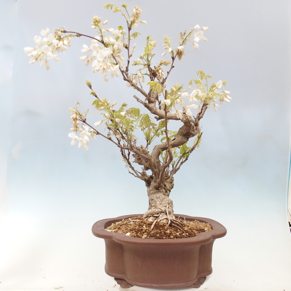 Kültéri bonsai - Vistaria - Wisteria