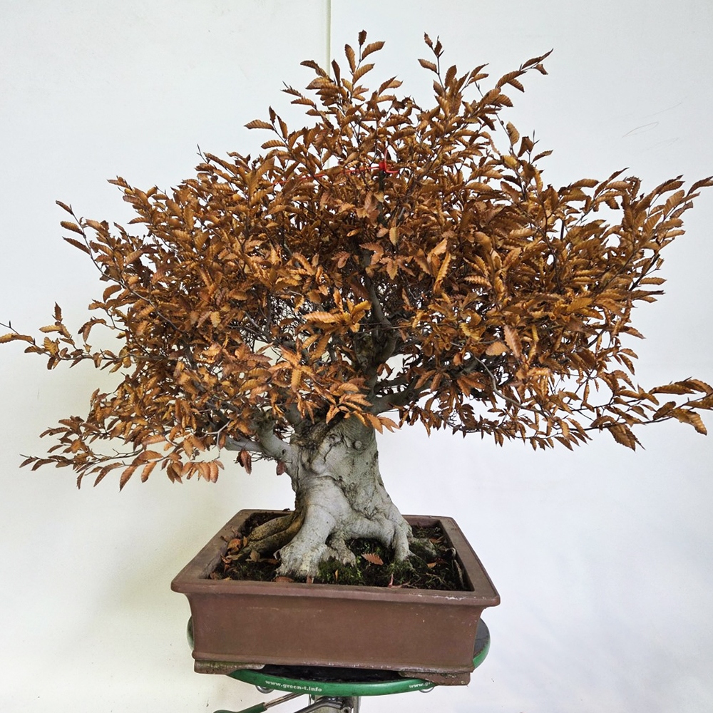 Kültéri bonsai - Fagus crenata