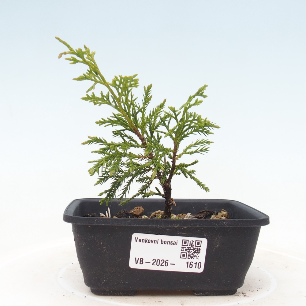 Kültéri bonsai - Juniperus chinensis Itoigawa