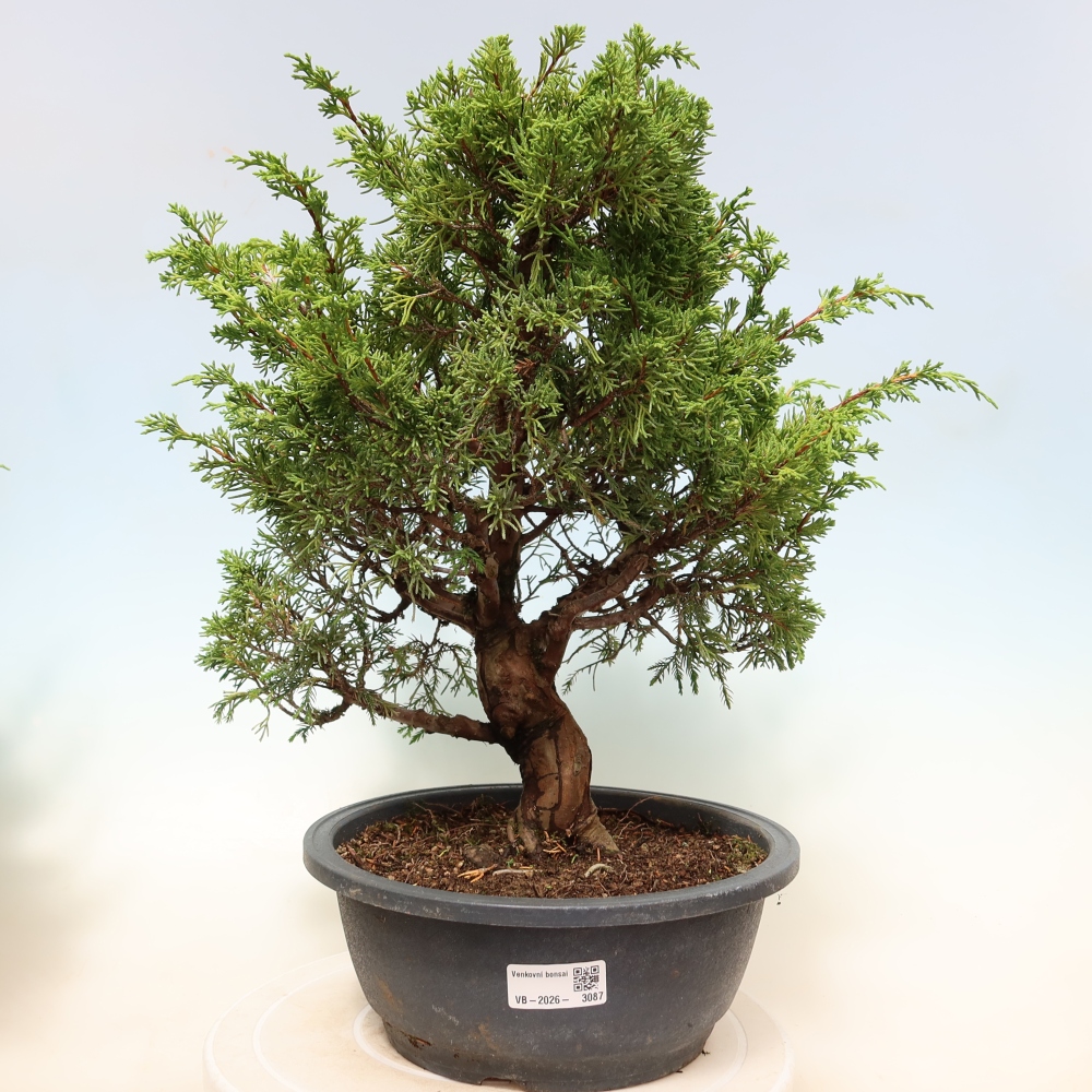 Kültéri bonsai - Juniperus chinensis Itoigawa-Juniperus chinensis