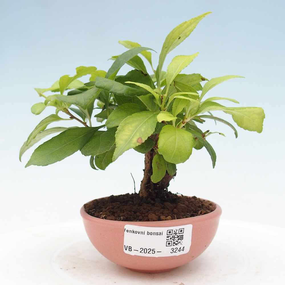 Kültéri bonsai - Celastrus orbiculatus