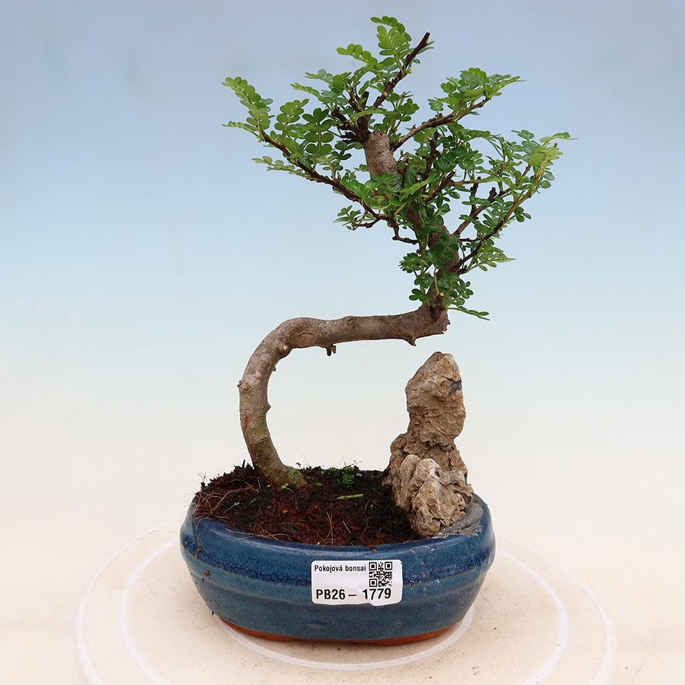 Szobai bonsai - Zantoxylum piperitum - borsfa