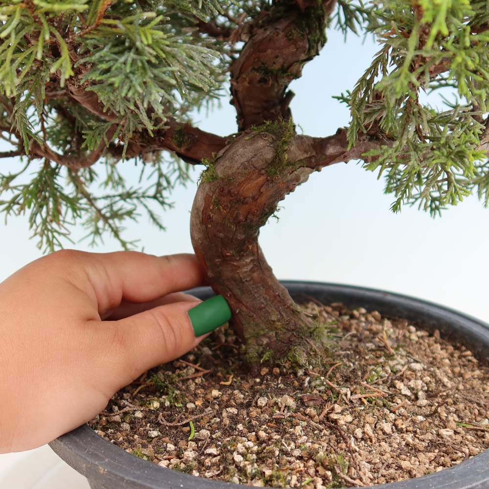 Kültéri bonsai - Juniperus chinensis Itoigawa-Juniperus chinensis