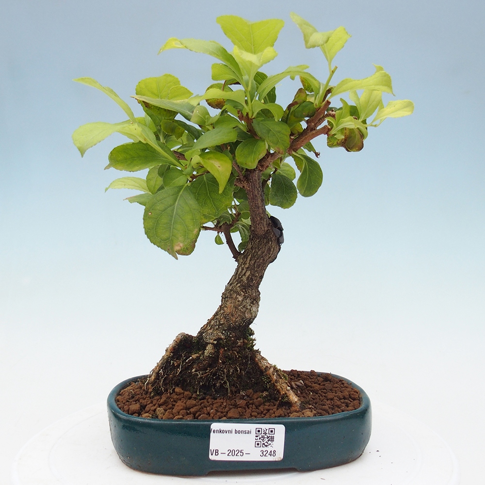 Kültéri bonsai - Celastrus orbiculatus