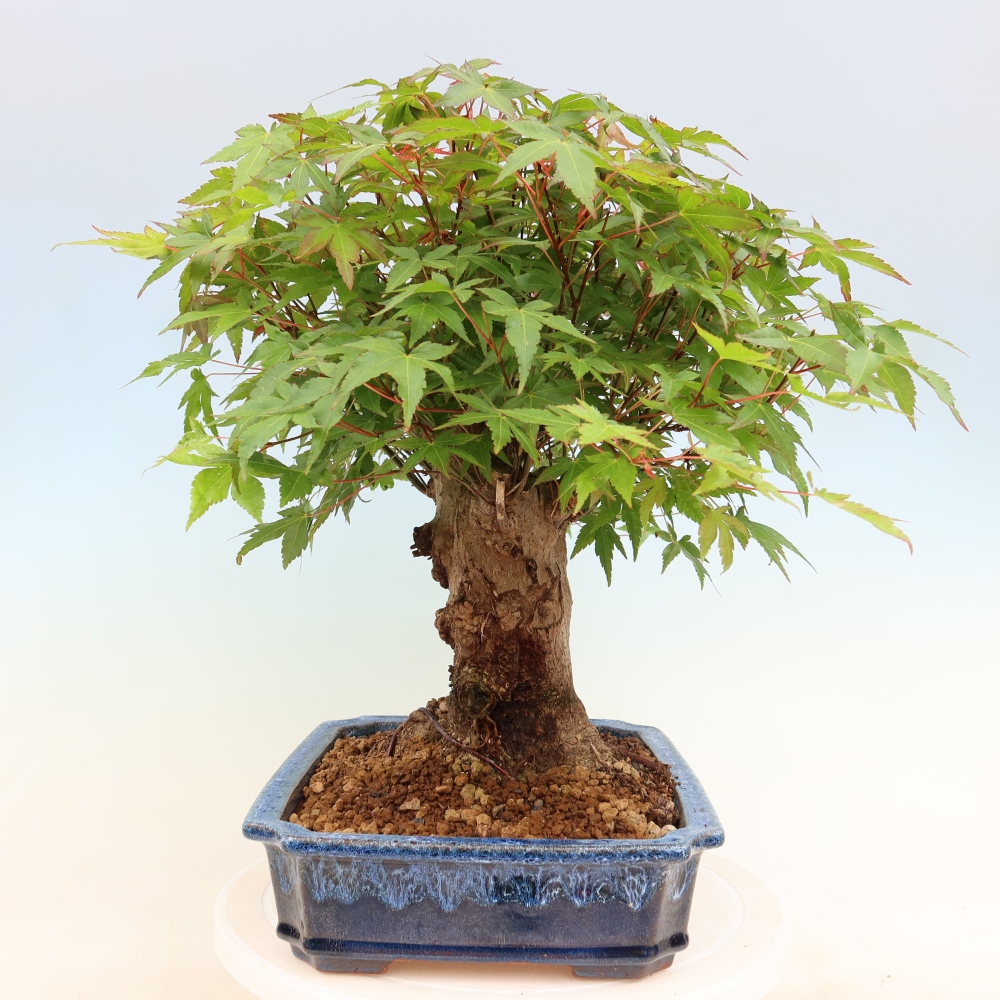 Kültéri bonsai - Juhar Burger - Acer Burgerianum
