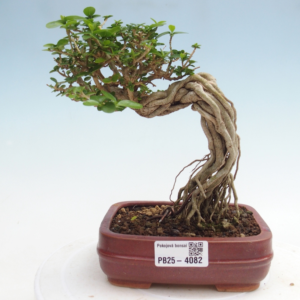 Beltéri bonsai - Premna serratifolia - Kozlovna malolista