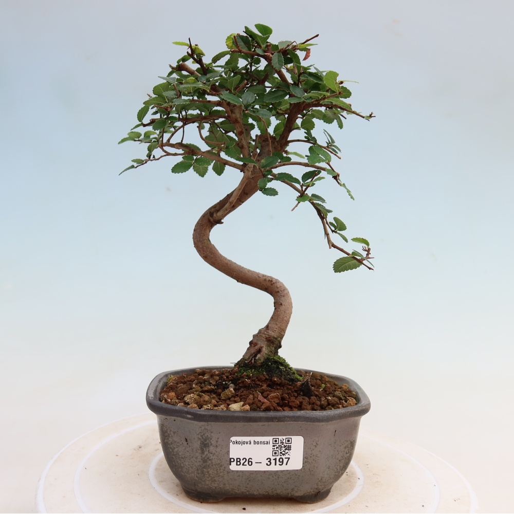 Szobai bonsai - Ulmus parvifolia - Kislevelű szilfa