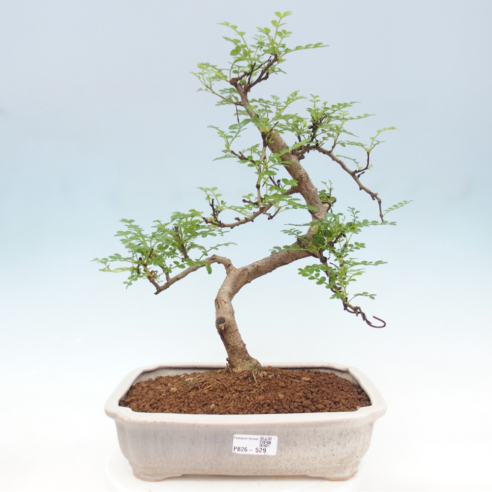 Szobai bonsai - Zantoxylum piperitum - borsfa