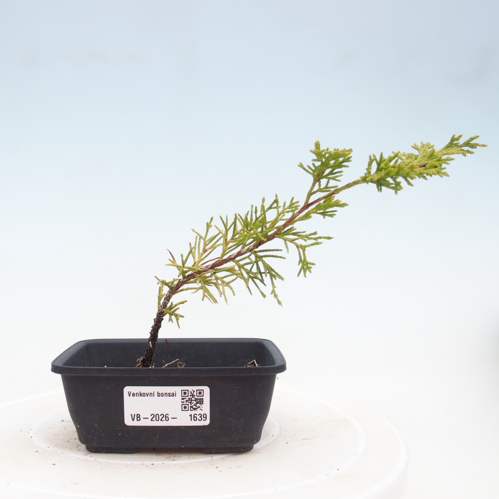 Kültéri bonsai - Juniperus chinensis Itoigawa