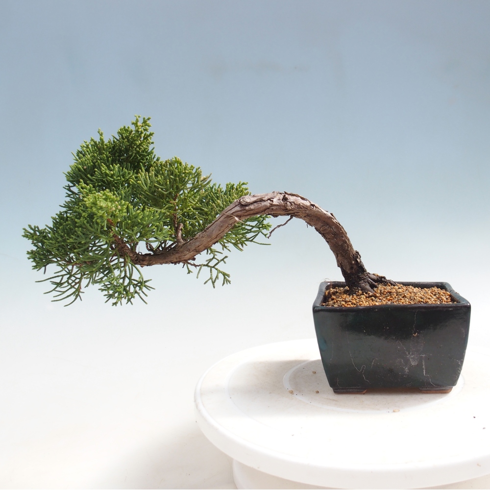Kültéri bonsai - Juniperus chinensis Kishu