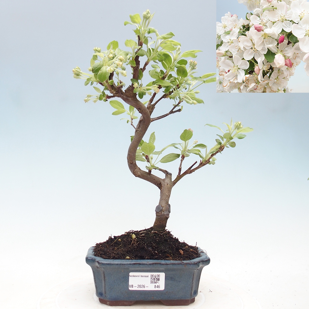 Kültéri bonsai -Malus halliana - Kis gyümölcsű almafa