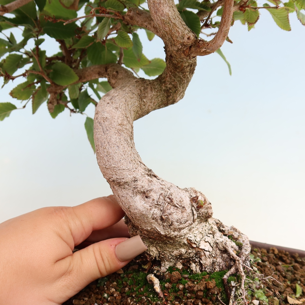 Kültéri bonsai -Carpinus CARPINOIDES - Koreai gyertyánfa