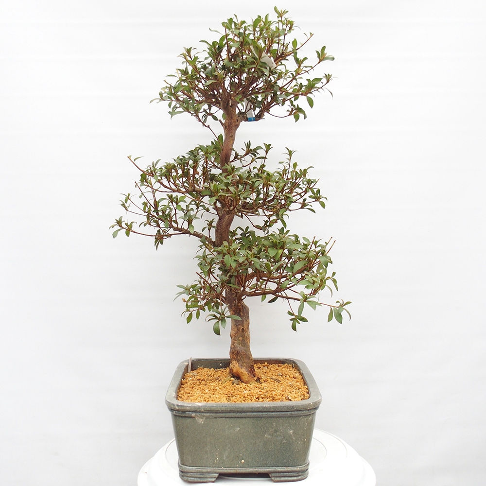 Kültéri bonsai - Japán azálea - Azalea Koki