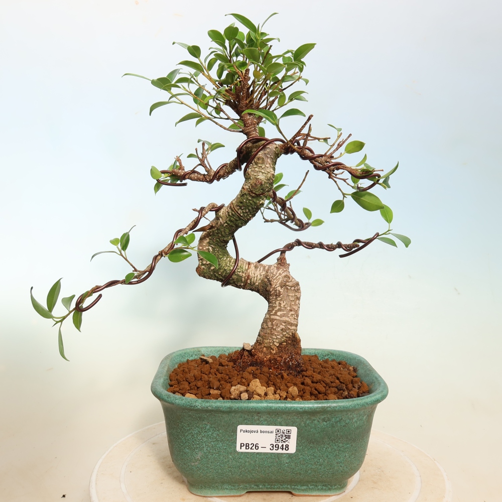 Szobai bonsai - Ficus kimmen - kislevelű fikusz