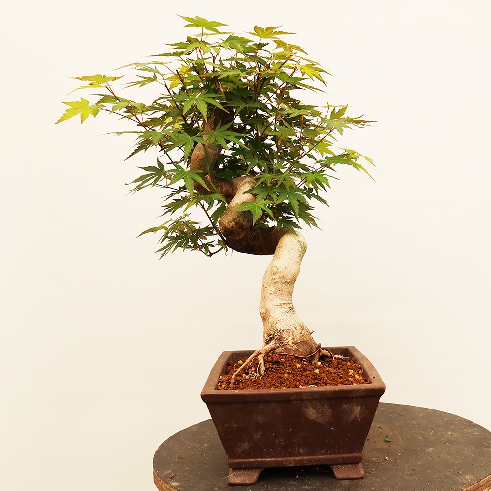 Kültéri bonsai - Maple palmatum - Pálmák