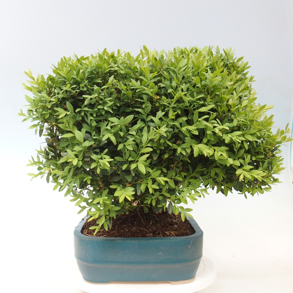 Kültéri bonsai - Buxus sempervirens - puszpáng - boxwood