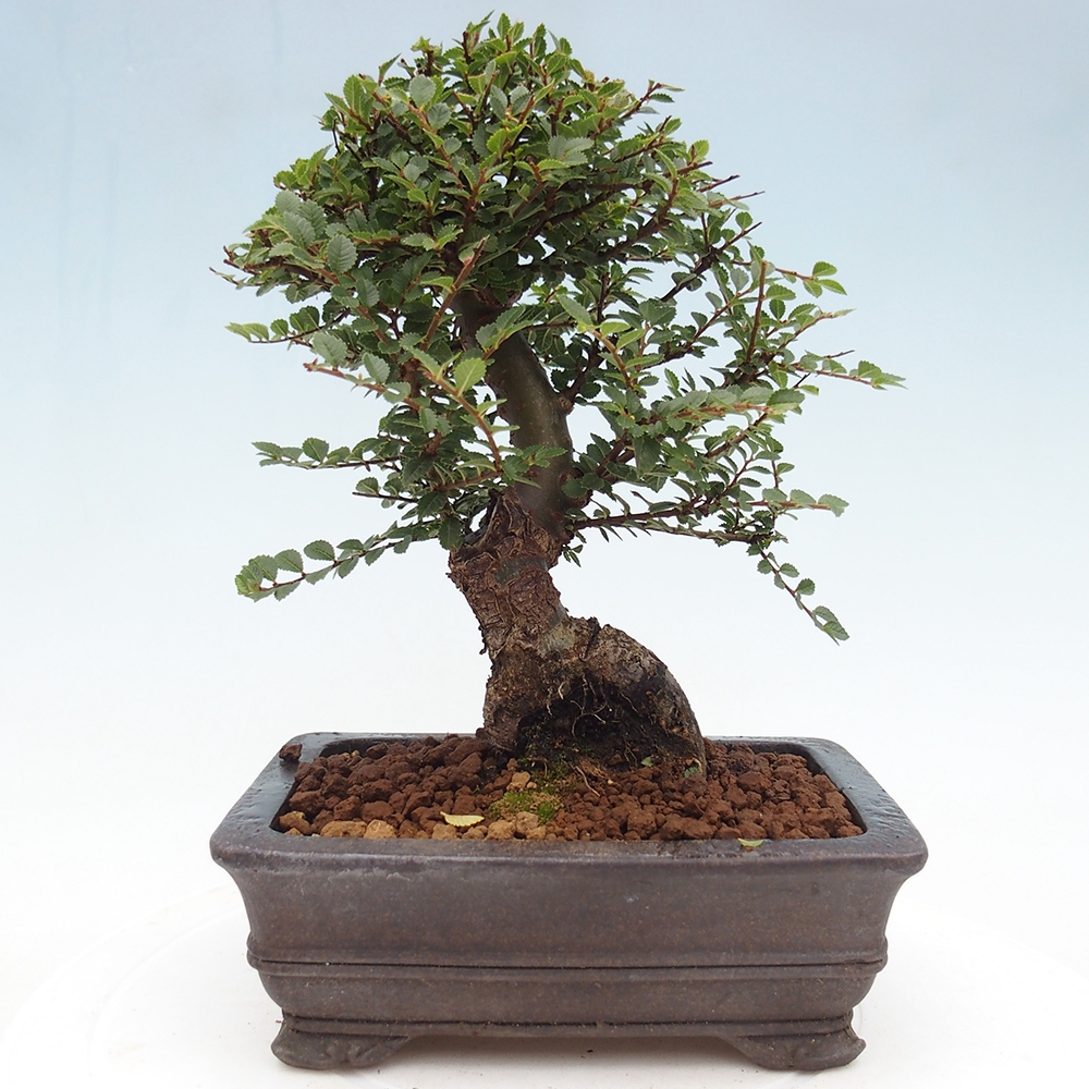 Kültéri bonsai - Ulmus parvifolia Hokkaido - Kínai szil - Ulmus parvifolia Hokkaido