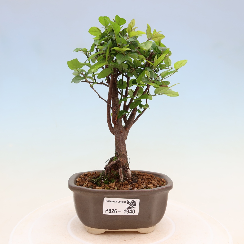 Szobai bonsai - Sageretia thea - Sageretia thea