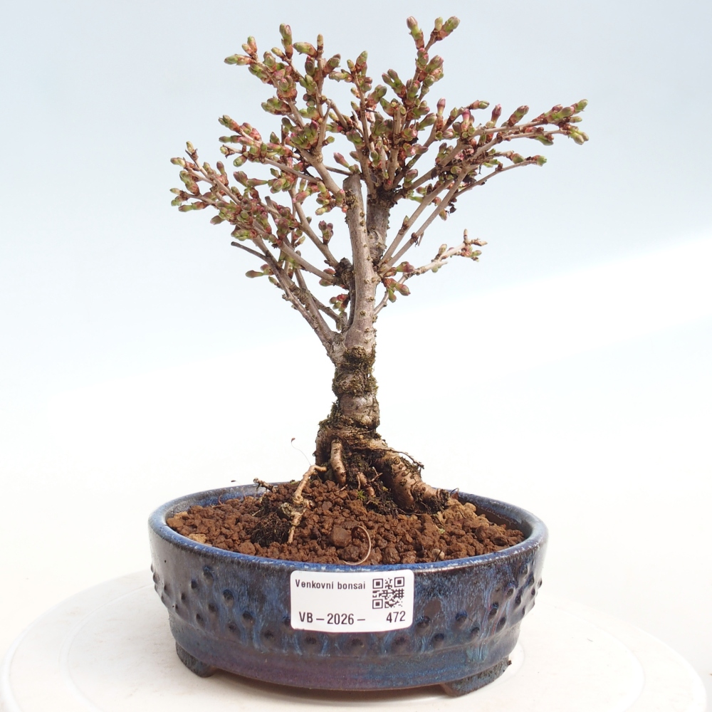Kültéri bonsai - Prunus incisa Kojou-no mai-Plivon kivágva