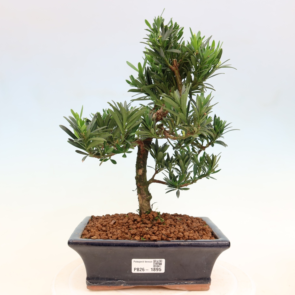 Szobai bonsai - Podocarpus - Kőtiszafa