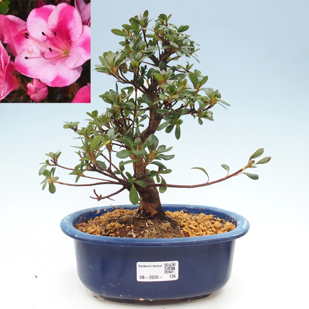 Kültéri bonsai - Japán azálea - Azalea Kobai
