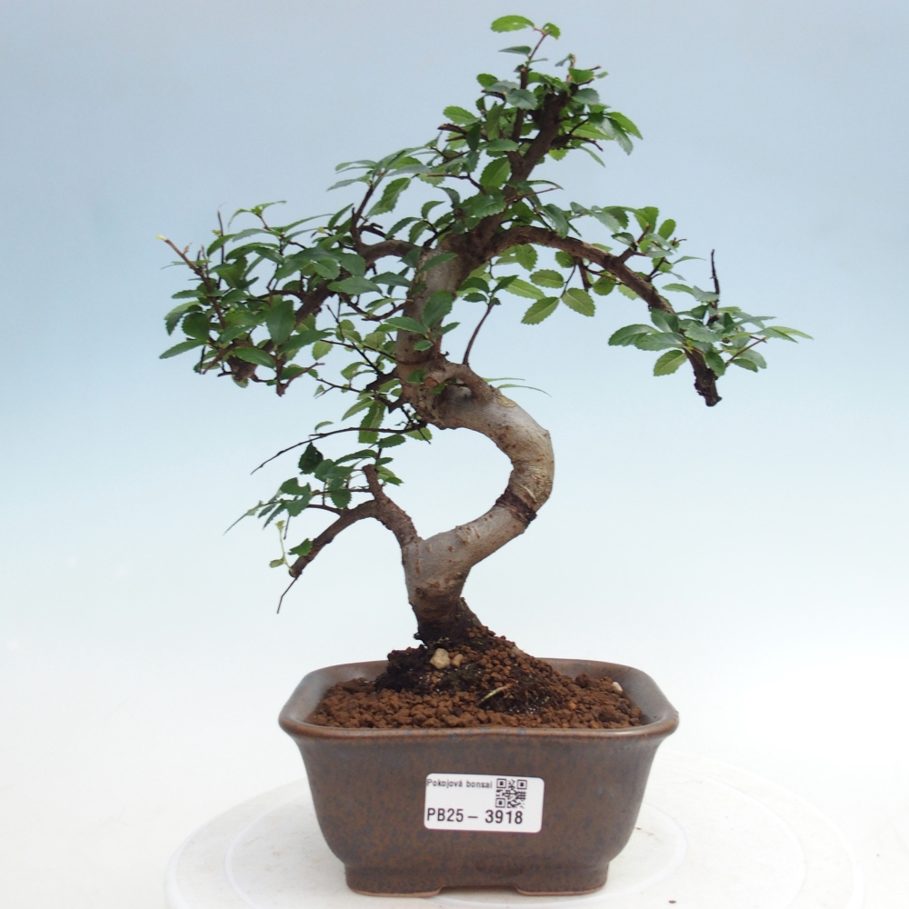 Szobai bonsai - Ulmus parvifolia - Kislevelű szilfa