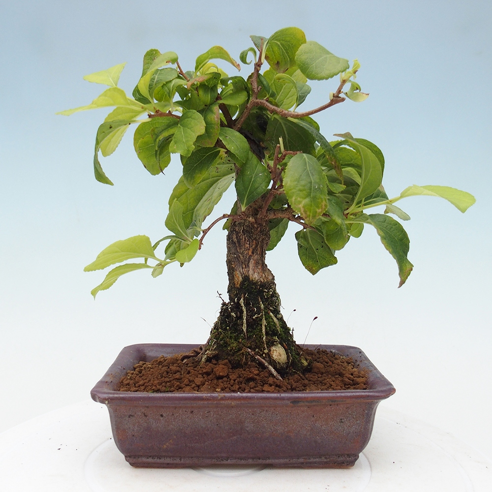 Kültéri bonsai - Celastrus orbiculatus