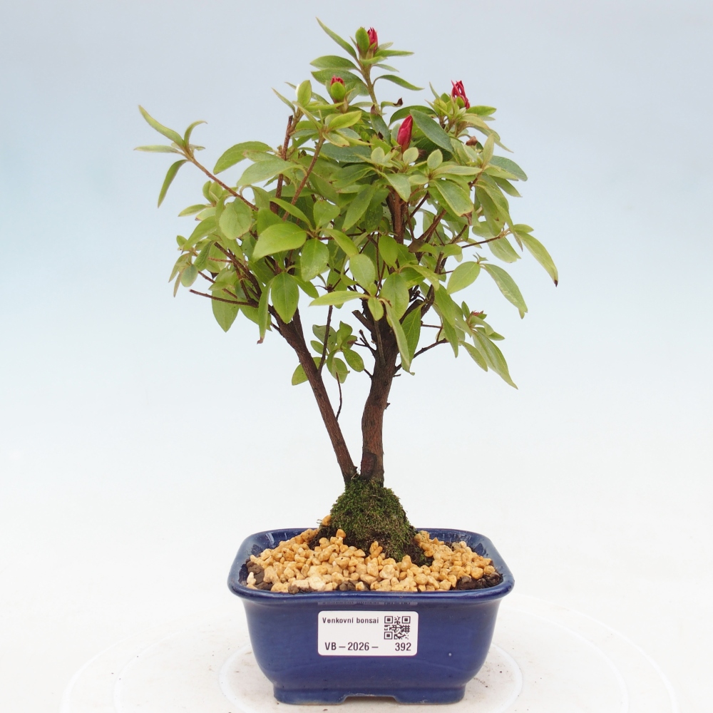 Kültéri bonsai - japán azálea - Azalea sp.