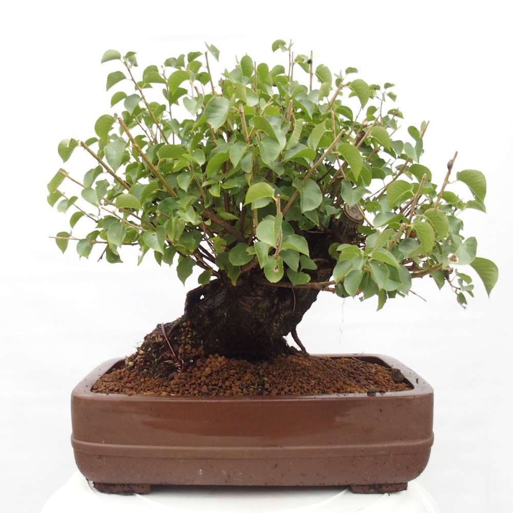 Kültéri bonsai - Mahalebka - Prunus mahaleb - Prunus mahaleb