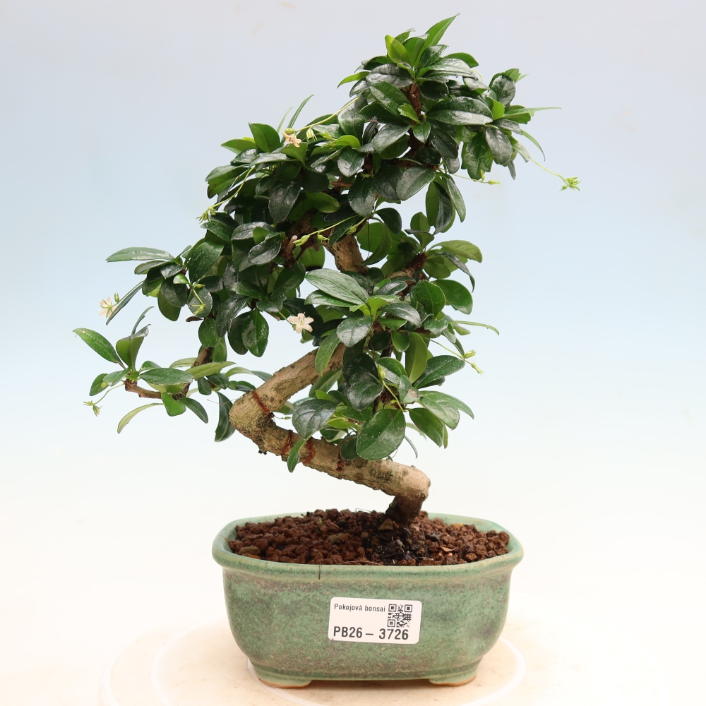 Szobai bonsai - Carmona macrophylla - Tea fuki