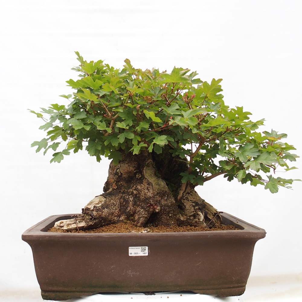Kültéri bonsai - Francia juhar - Acer Nonspessulanum